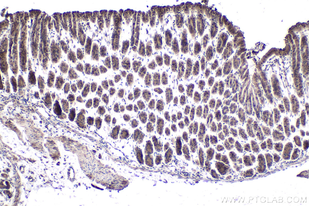 Immunohistochemical analysis of paraffin-embedded mouse stomach tissue slide using KHC1976 (NXF1 IHC Kit).