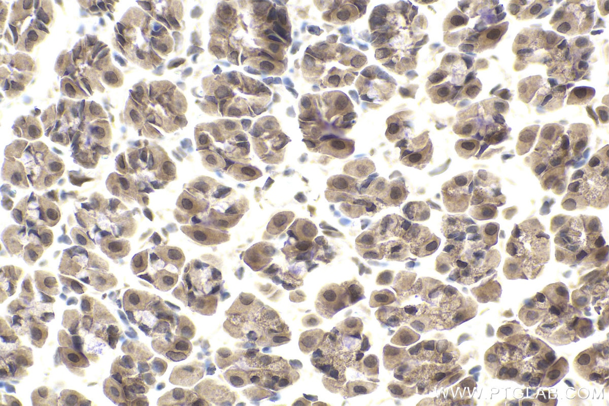 Immunohistochemical analysis of paraffin-embedded rat stomach tissue slide using KHC1976 (NXF1 IHC Kit).