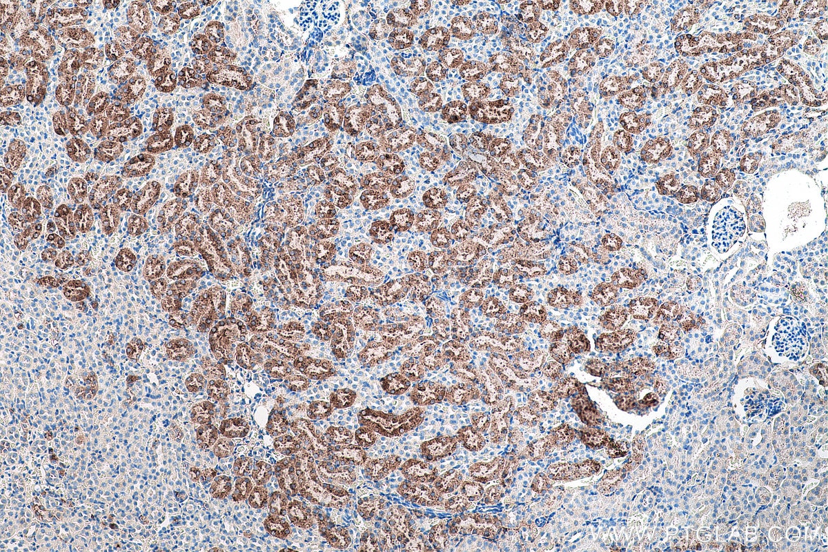 Immunohistochemical analysis of paraffin-embedded mouse kidney tissue slide using KHC0068 (Napsin A IHC Kit).