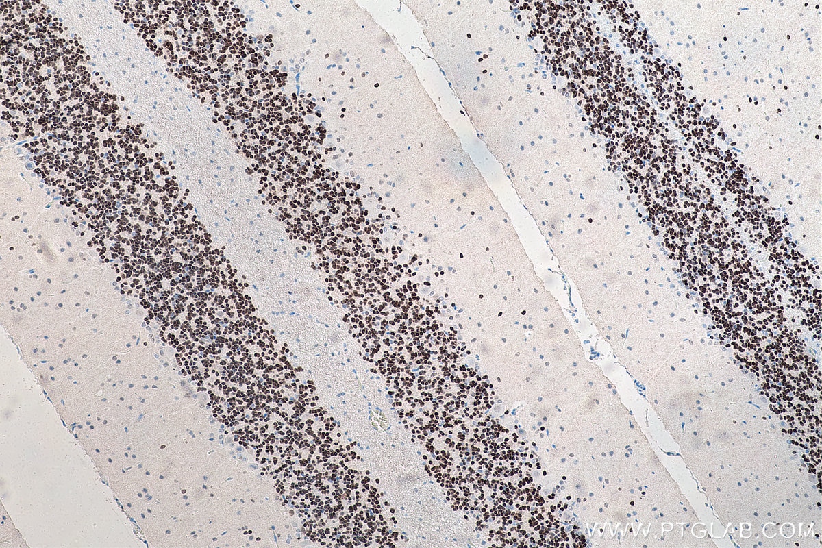 Immunohistochemical analysis of paraffin-embedded rat cerebellum tissue slide using KHC0003 (NeuN IHC Kit).