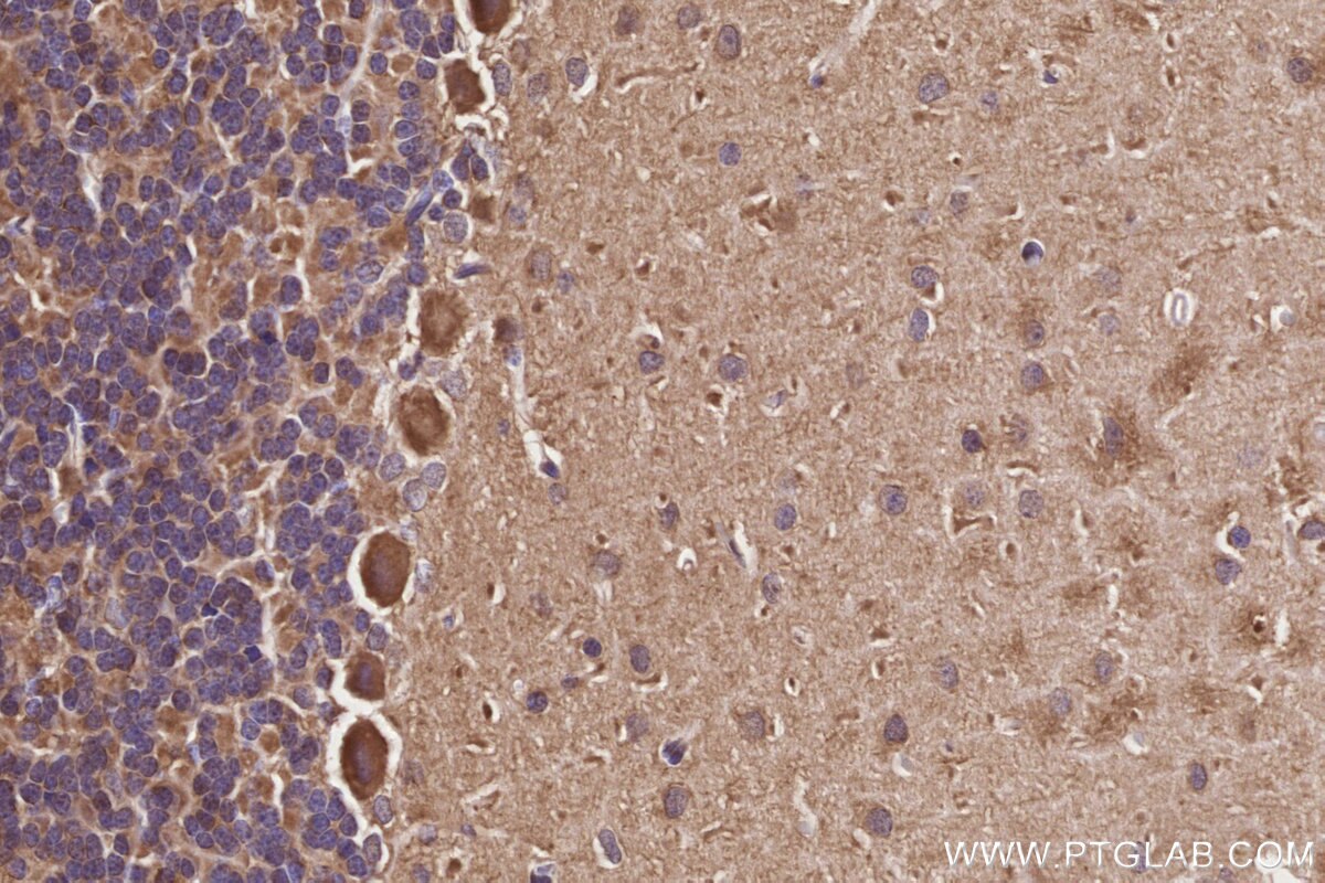 Immunohistochemical analysis of paraffin-embedded rat cerebellum tissue slide using KHC2833 (Neurabin 2 IHC Kit).