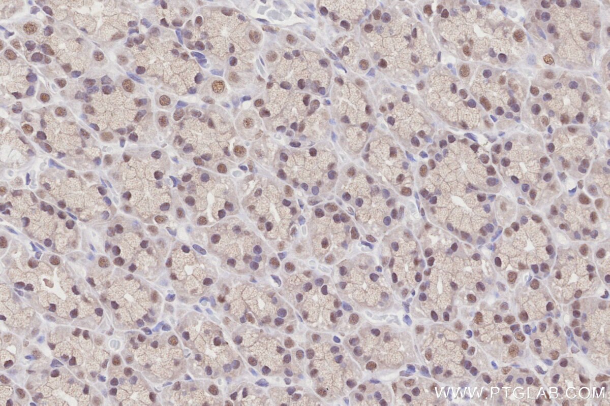 Immunohistochemical analysis of paraffin-embedded rat stomach tissue slide using KHC2853 (OBFC2B IHC Kit).