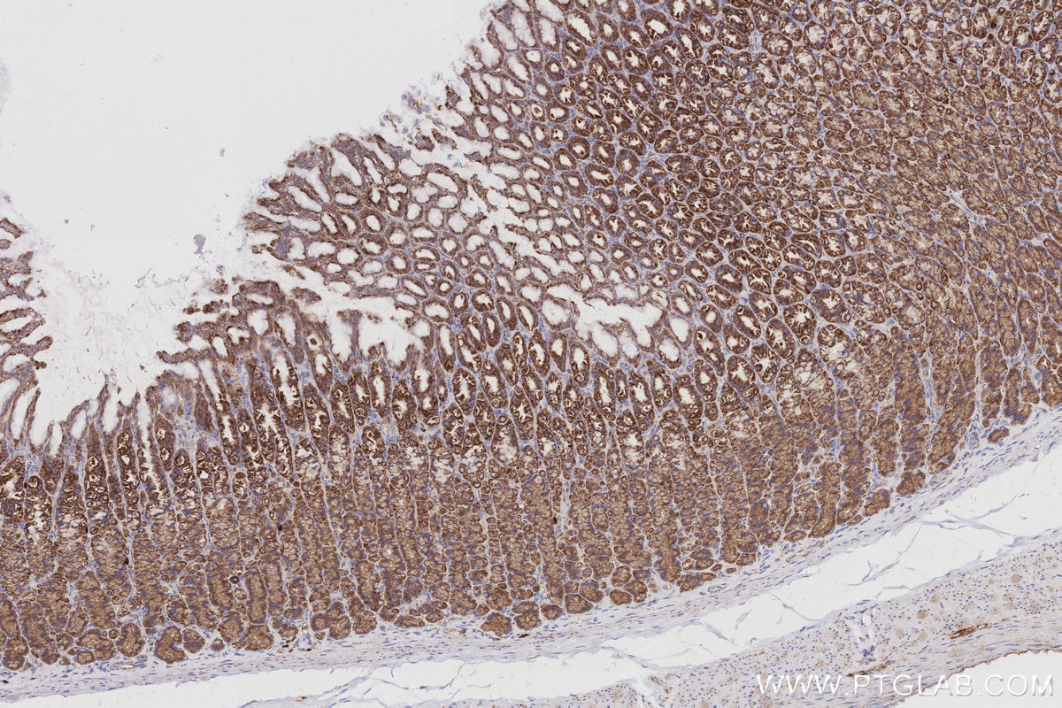 Immunohistochemical analysis of paraffin-embedded rat stomach tissue slide using KHC2968 (OCIAD1 IHC Kit).