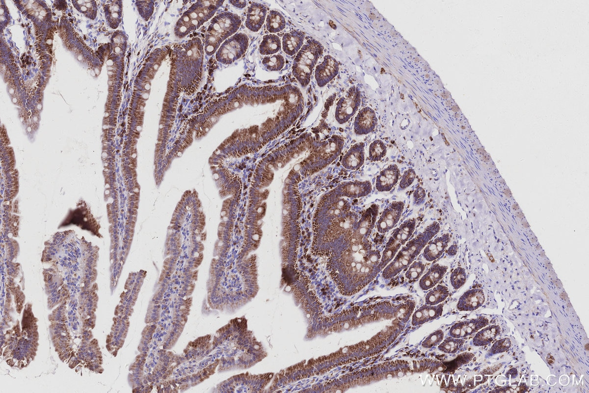 Immunohistochemical analysis of paraffin-embedded rat small intestine tissue slide using KHC2968 (OCIAD1 IHC Kit).