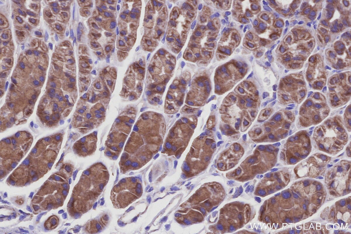 Immunohistochemical analysis of paraffin-embedded mouse stomach tissue slide using KHC2968 (OCIAD1 IHC Kit).