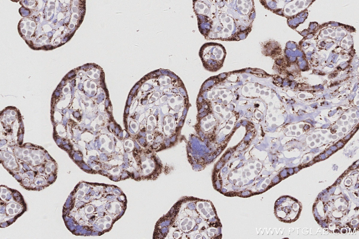 Immunohistochemical analysis of paraffin-embedded human placenta tissue slide using KHC2968 (OCIAD1 IHC Kit).