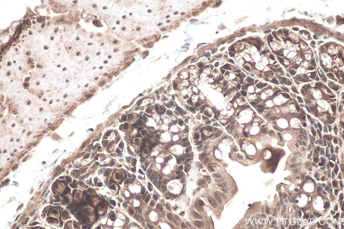 Immunohistochemical analysis of paraffin-embedded mouse colon tissue slide using KHC0951 (OSGEP IHC Kit).