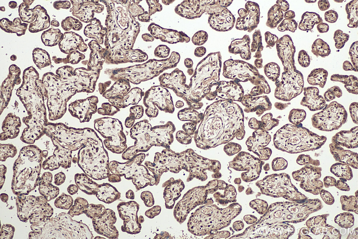 Immunohistochemical analysis of paraffin-embedded human placenta tissue slide using KHC0951 (OSGEP IHC Kit).