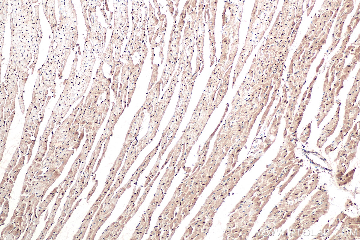 Immunohistochemical analysis of paraffin-embedded rat heart tissue slide using KHC0951 (OSGEP IHC Kit).