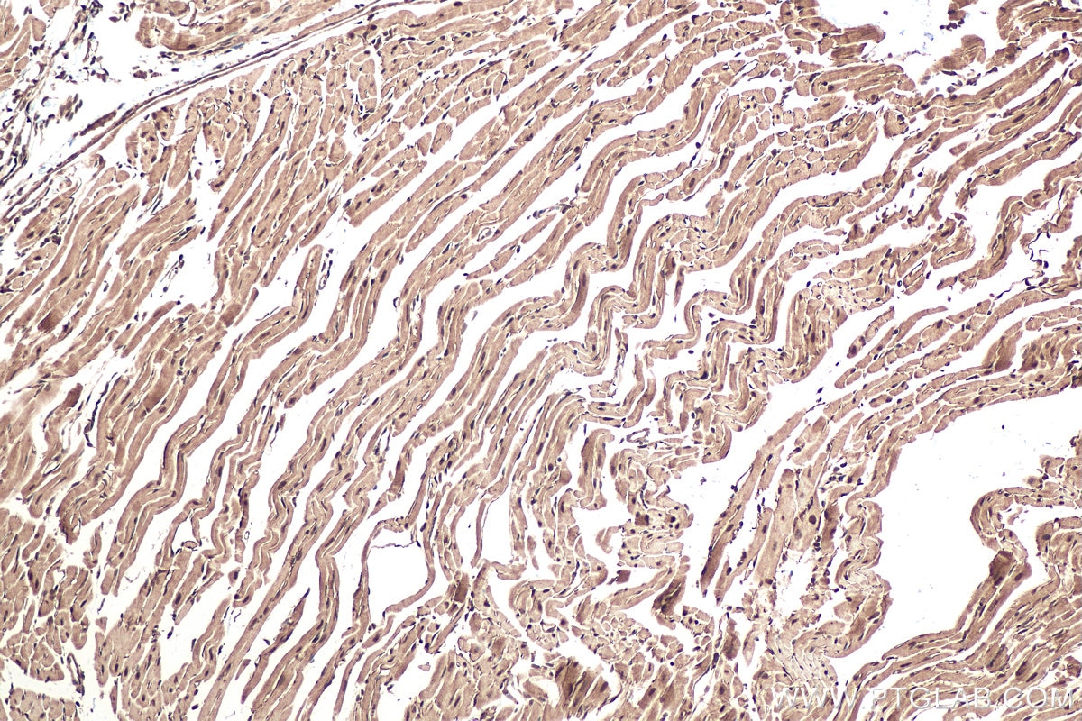 Immunohistochemical analysis of paraffin-embedded mouse heart tissue slide using KHC0951 (OSGEP IHC Kit).