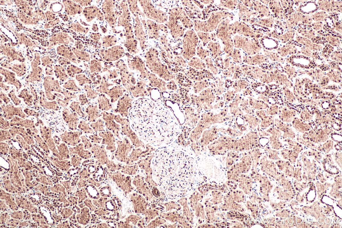 Immunohistochemical analysis of paraffin-embedded human kidney tissue slide using KHC0951 (OSGEP IHC Kit).