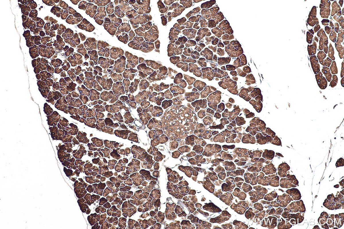 Immunohistochemical analysis of paraffin-embedded mouse pancreas tissue slide using KHC0908 (PABPC4 IHC Kit).