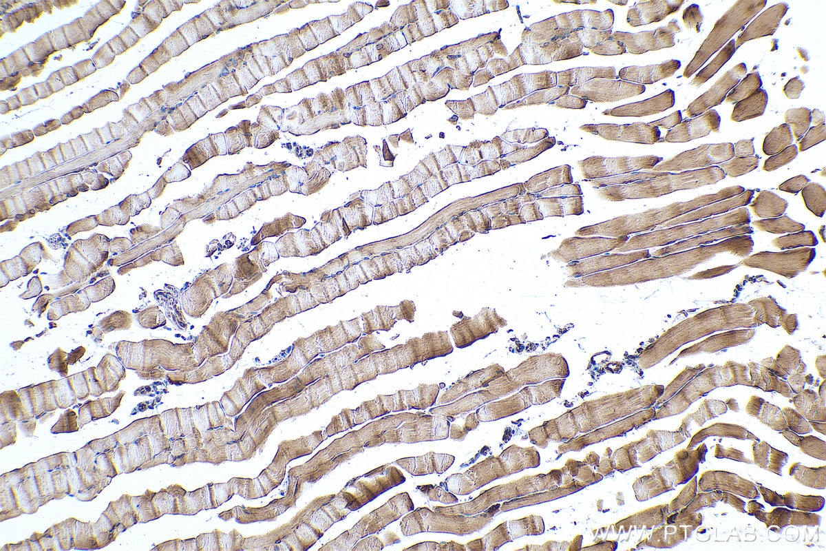Immunohistochemical analysis of paraffin-embedded mouse skeletal muscle tissue slide using KHC0908 (PABPC4 IHC Kit).