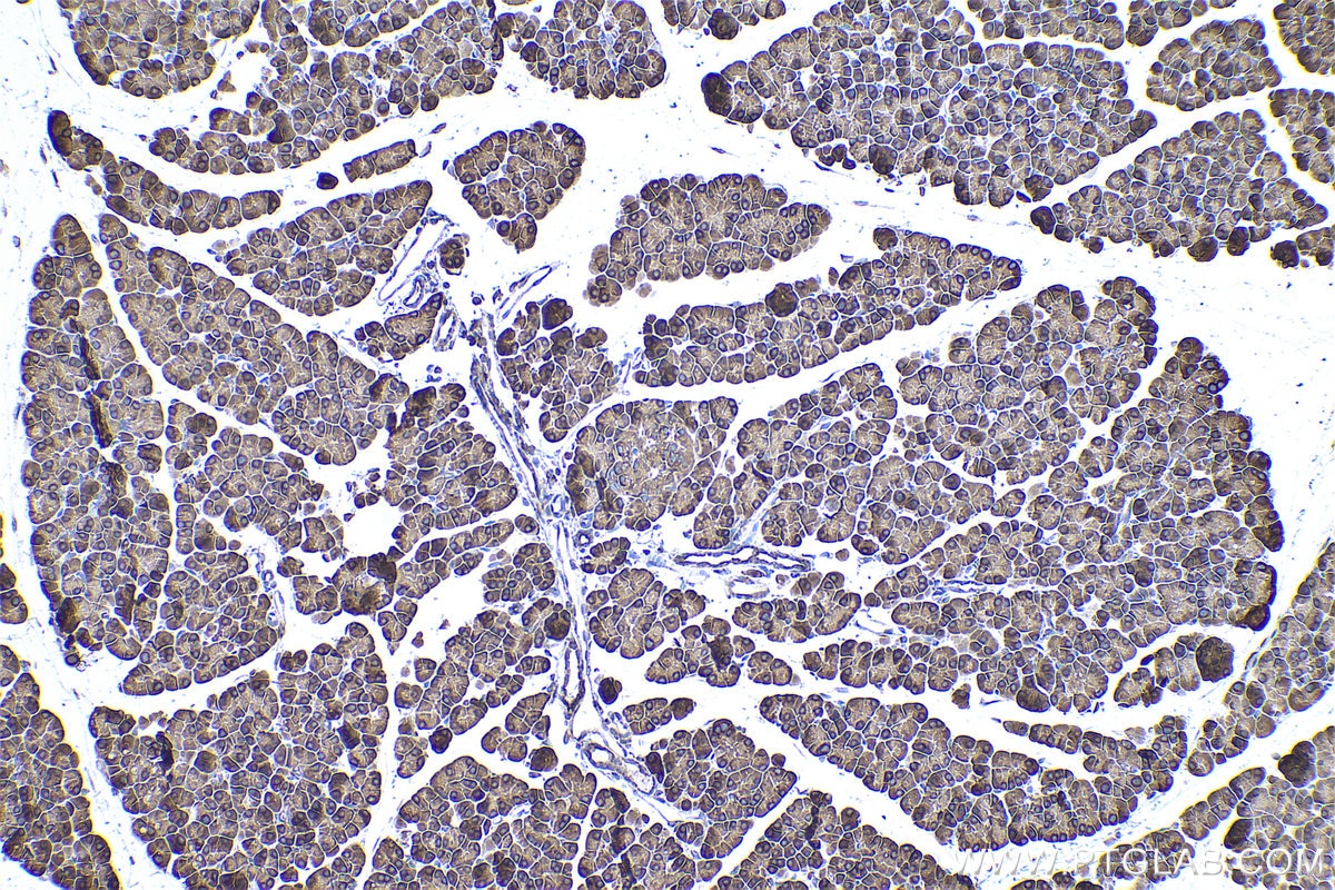 Immunohistochemical analysis of paraffin-embedded rat pancreas tissue slide using KHC0908 (PABPC4 IHC Kit).