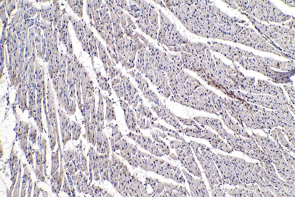 Immunohistochemical analysis of paraffin-embedded rat heart tissue slide using KHC0316 (PABPN1 IHC Kit).