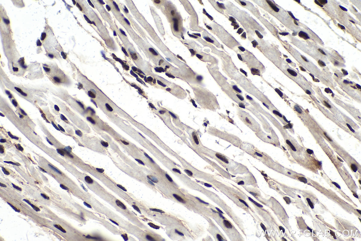 Immunohistochemical analysis of paraffin-embedded mouse heart tissue slide using KHC0316 (PABPN1 IHC Kit).