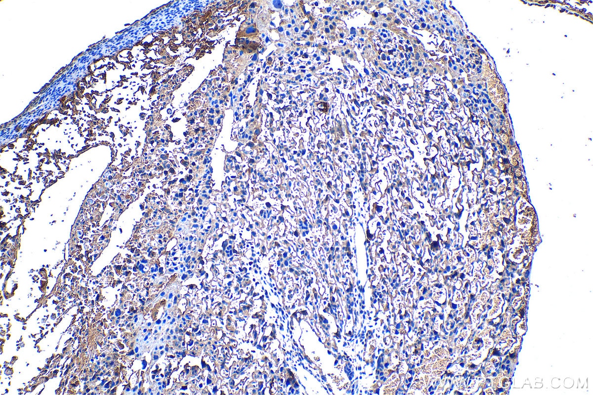 Immunohistochemical analysis of paraffin-embedded mouse placenta tissue slide using KHC1321 (PAPPA IHC Kit).