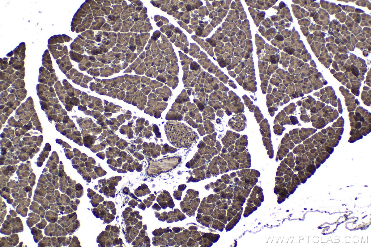 Immunohistochemical analysis of paraffin-embedded mouse pancreas tissue slide using KHC1773 (PARP10 IHC Kit).