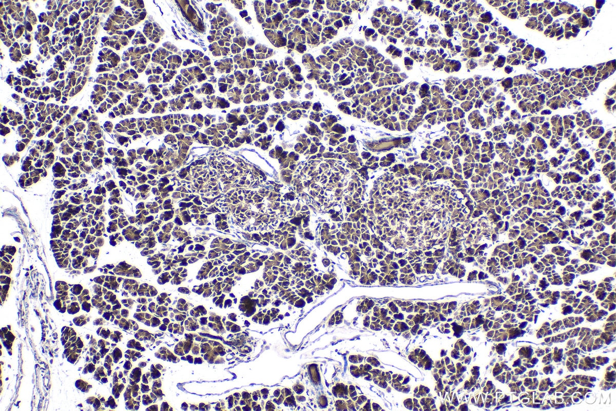 Immunohistochemical analysis of paraffin-embedded rat pancreas tissue slide using KHC1773 (PARP10 IHC Kit).