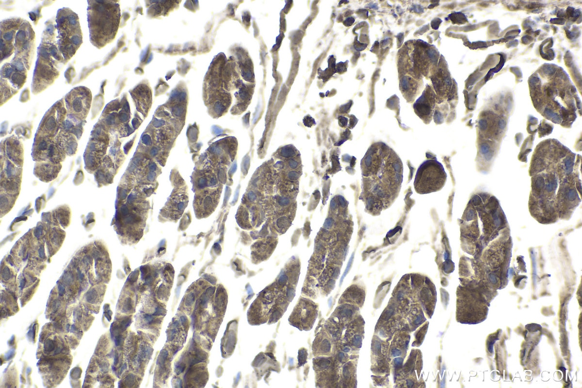 Immunohistochemical analysis of paraffin-embedded mouse stomach tissue slide using KHC1874 (PAWR IHC Kit).