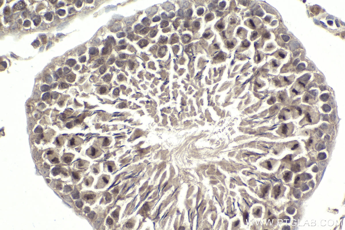 Immunohistochemical analysis of paraffin-embedded rat testis tissue slide using KHC1909 (PBX4 IHC Kit).