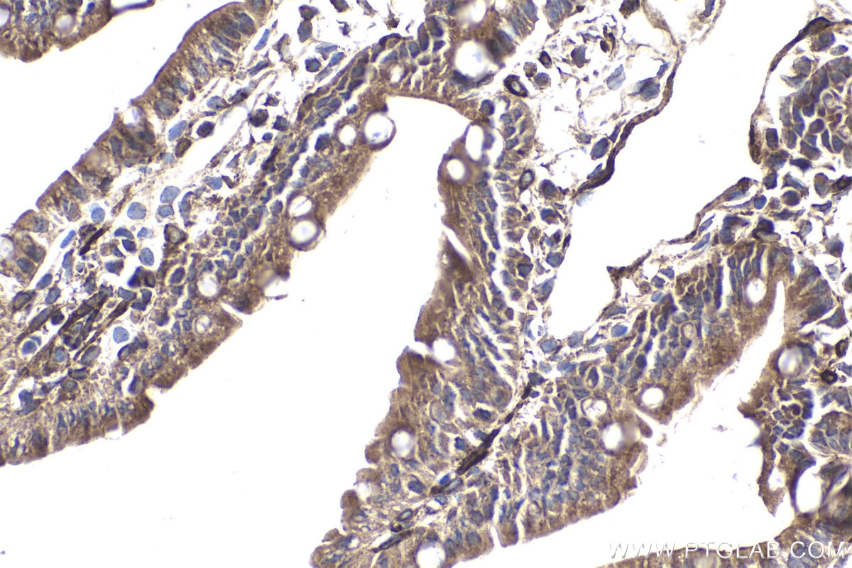 Immunohistochemical analysis of paraffin-embedded mouse small intestine tissue slide using KHC1866 (PBXIP1 IHC Kit).