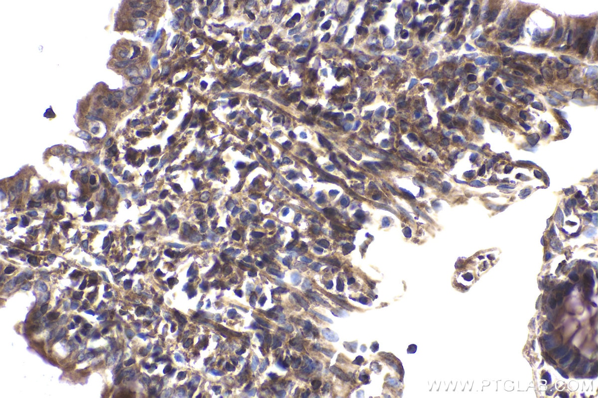Immunohistochemical analysis of paraffin-embedded rat small intestine tissue slide using KHC1866 (PBXIP1 IHC Kit).
