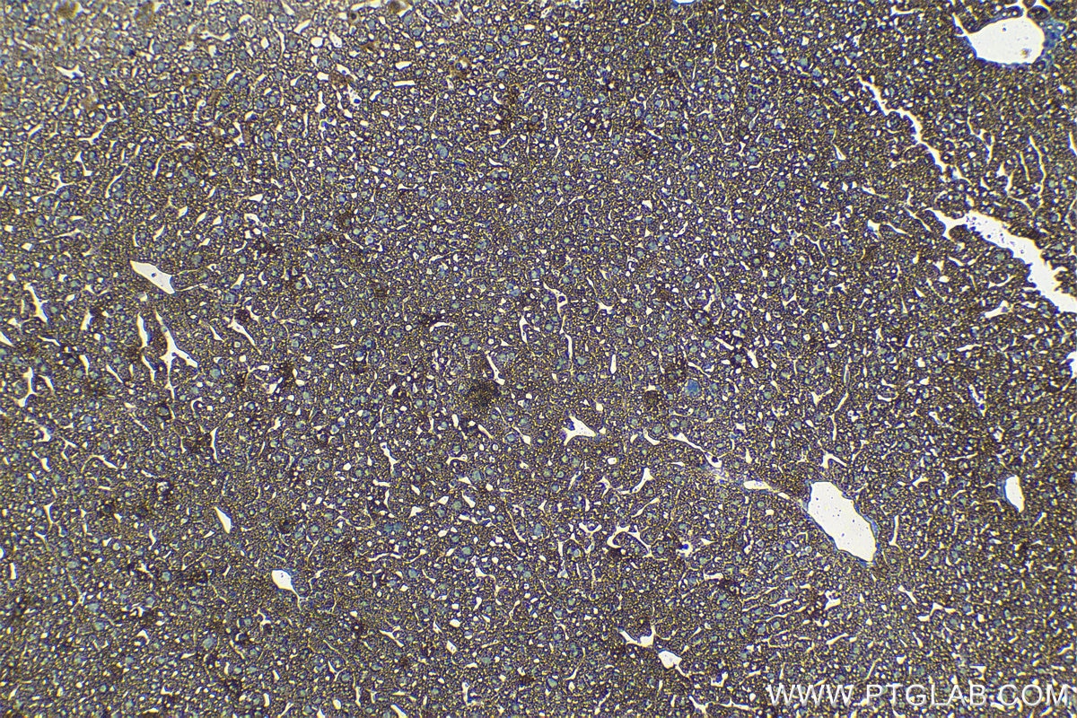 Immunohistochemical analysis of paraffin-embedded mouse liver tissue slide using KHC1266 (PC IHC Kit).