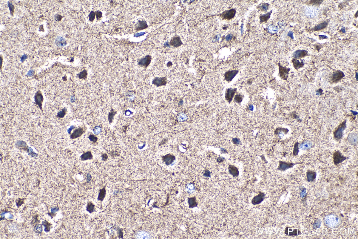 Immunohistochemical analysis of paraffin-embedded mouse brain tissue slide using KHC1266 (PC IHC Kit).