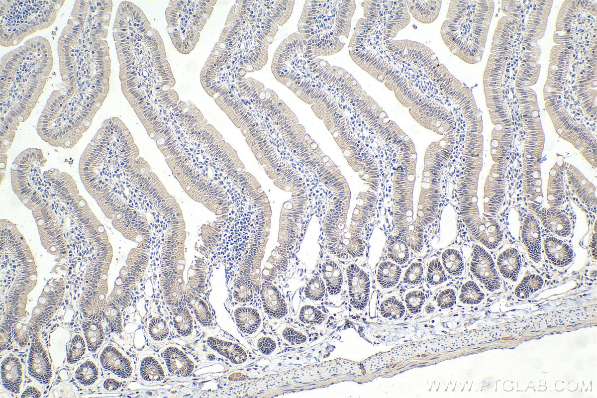 Immunohistochemical analysis of paraffin-embedded rat small intestine tissue slide using KHC1642 (PCBD1 IHC Kit).