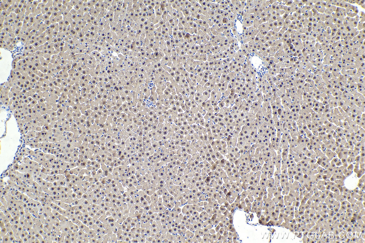 Immunohistochemical analysis of paraffin-embedded rat liver tissue slide using KHC1642 (PCBD1 IHC Kit).