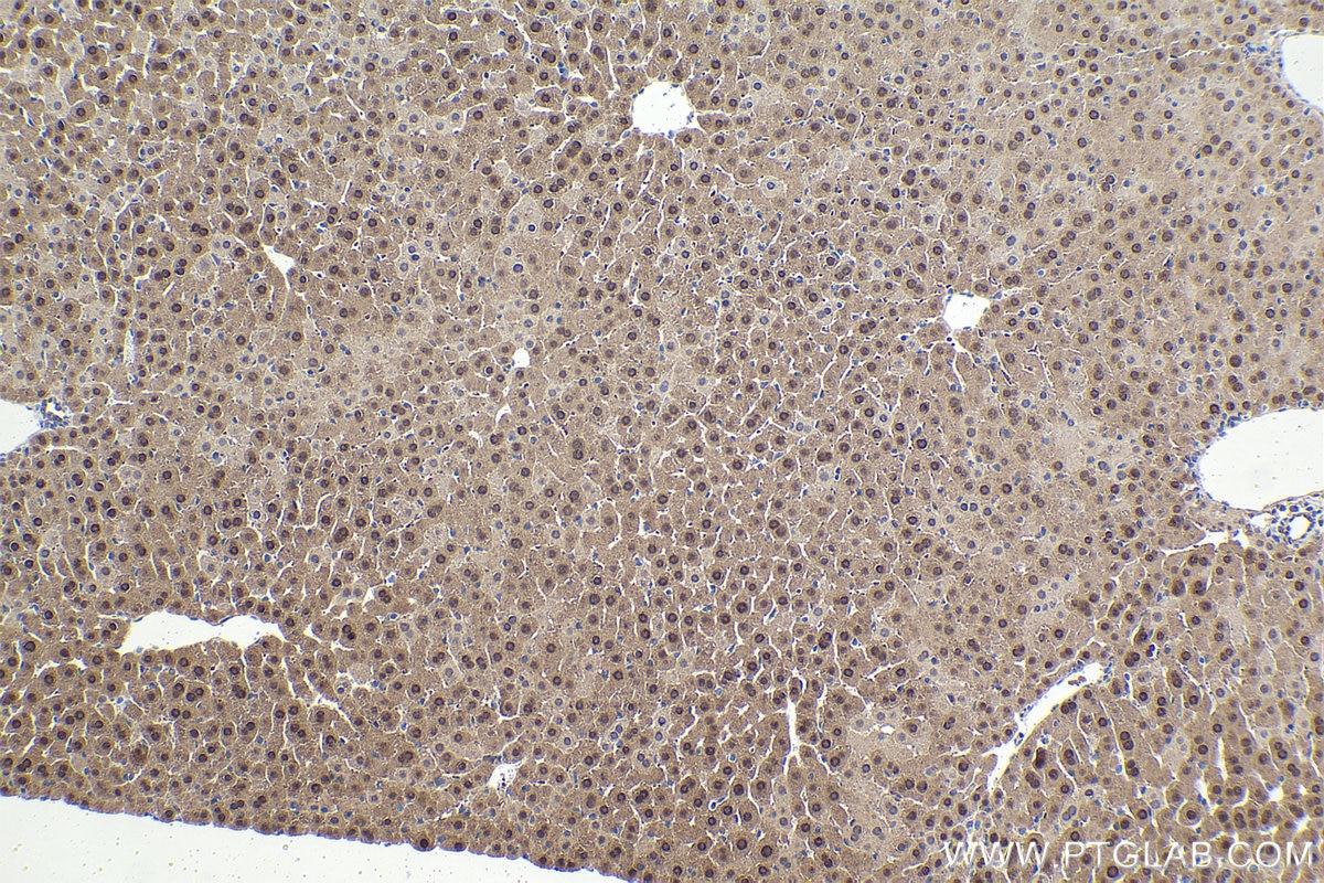 Immunohistochemical analysis of paraffin-embedded mouse liver tissue slide using KHC1642 (PCBD1 IHC Kit).