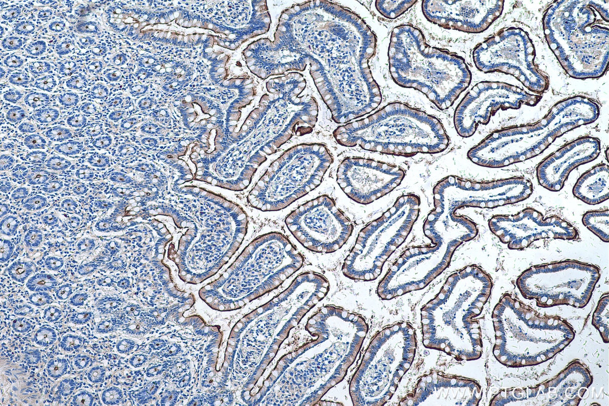 Immunohistochemical analysis of paraffin-embedded human small intestine tissue slide using KHC0258 (PCDH24 IHC Kit).