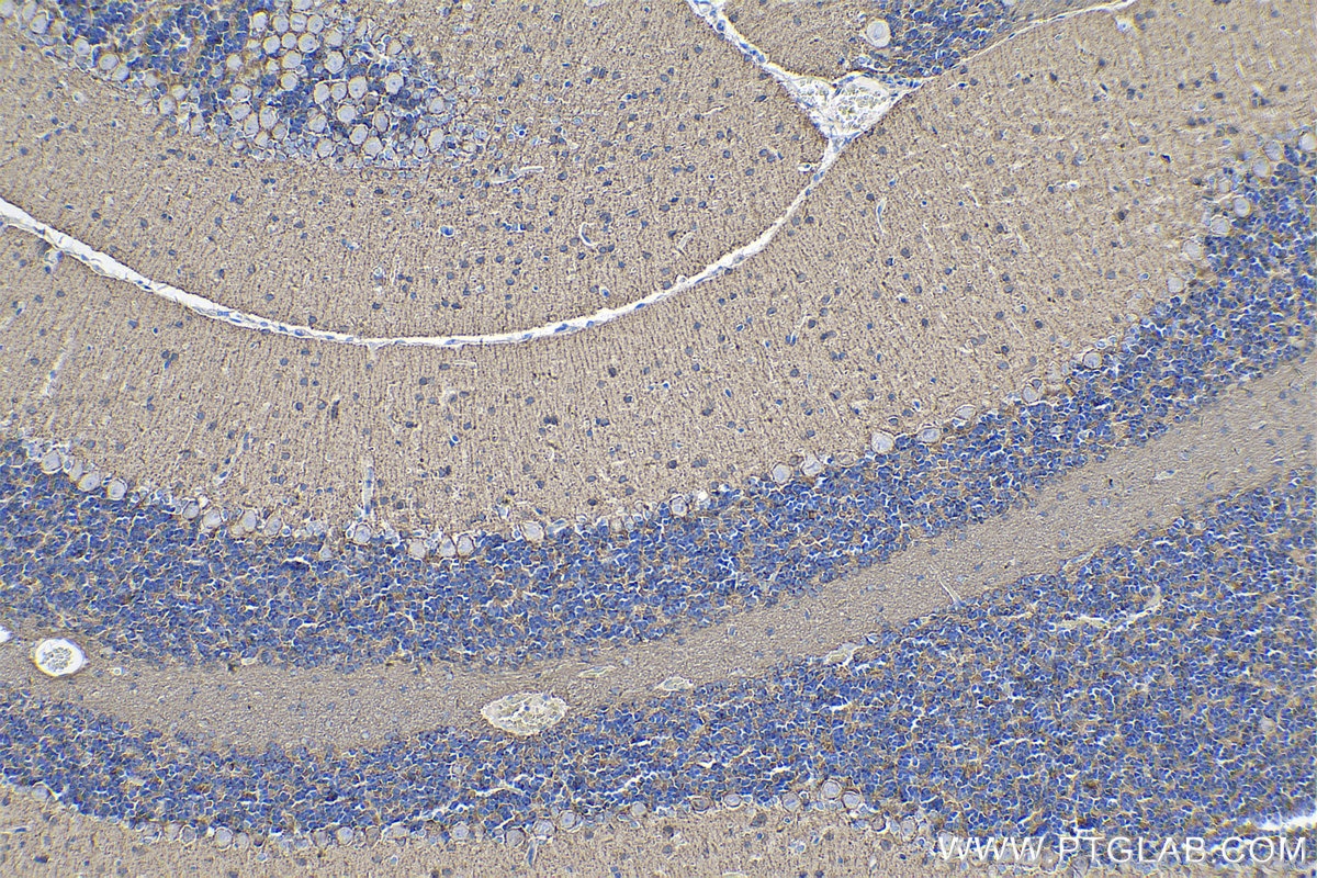 Immunohistochemical analysis of paraffin-embedded rat cerebellum tissue slide using KHC0256 (PCDHA5 IHC Kit).