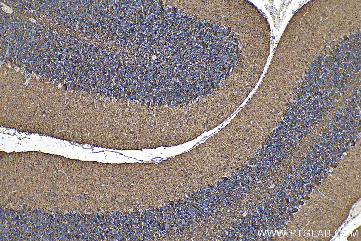 Immunohistochemical analysis of paraffin-embedded mouse cerebellum tissue slide using KHC0256 (PCDHA5 IHC Kit).