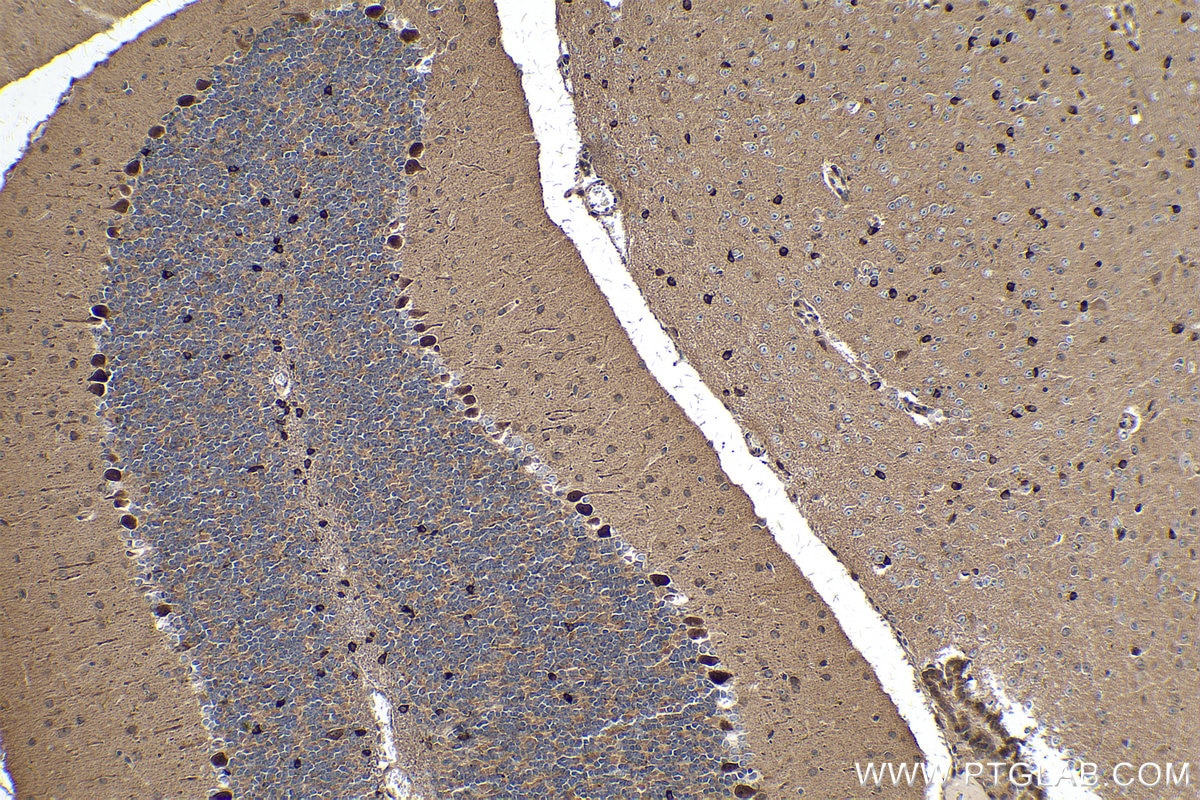 Immunohistochemical analysis of paraffin-embedded mouse cerebellum tissue slide using KHC0257 (PCDHA6 IHC Kit).