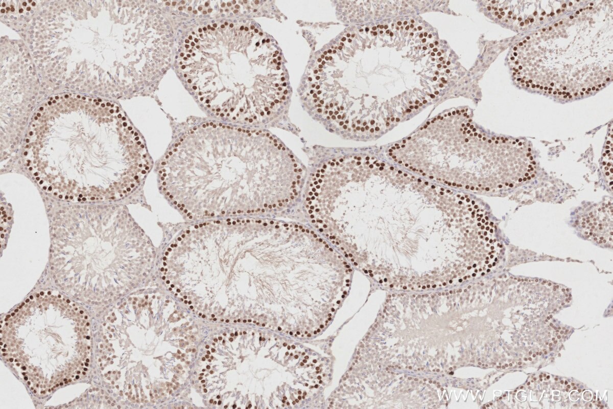 Immunohistochemical analysis of paraffin-embedded rat testis tissue slide using KHC2886 (PCGF6 IHC Kit).
