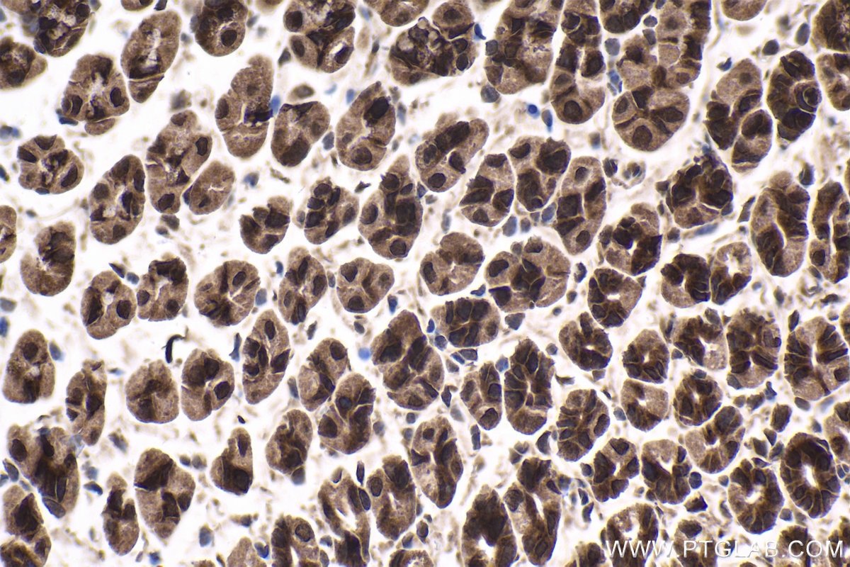 Immunohistochemical analysis of paraffin-embedded mouse stomach tissue slide using KHC1775 (PCID2 IHC Kit).