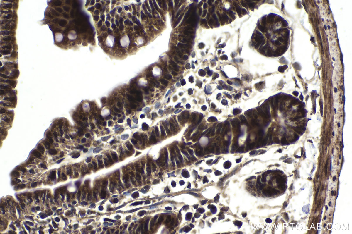 Immunohistochemical analysis of paraffin-embedded mouse small intestine tissue slide using KHC1775 (PCID2 IHC Kit).