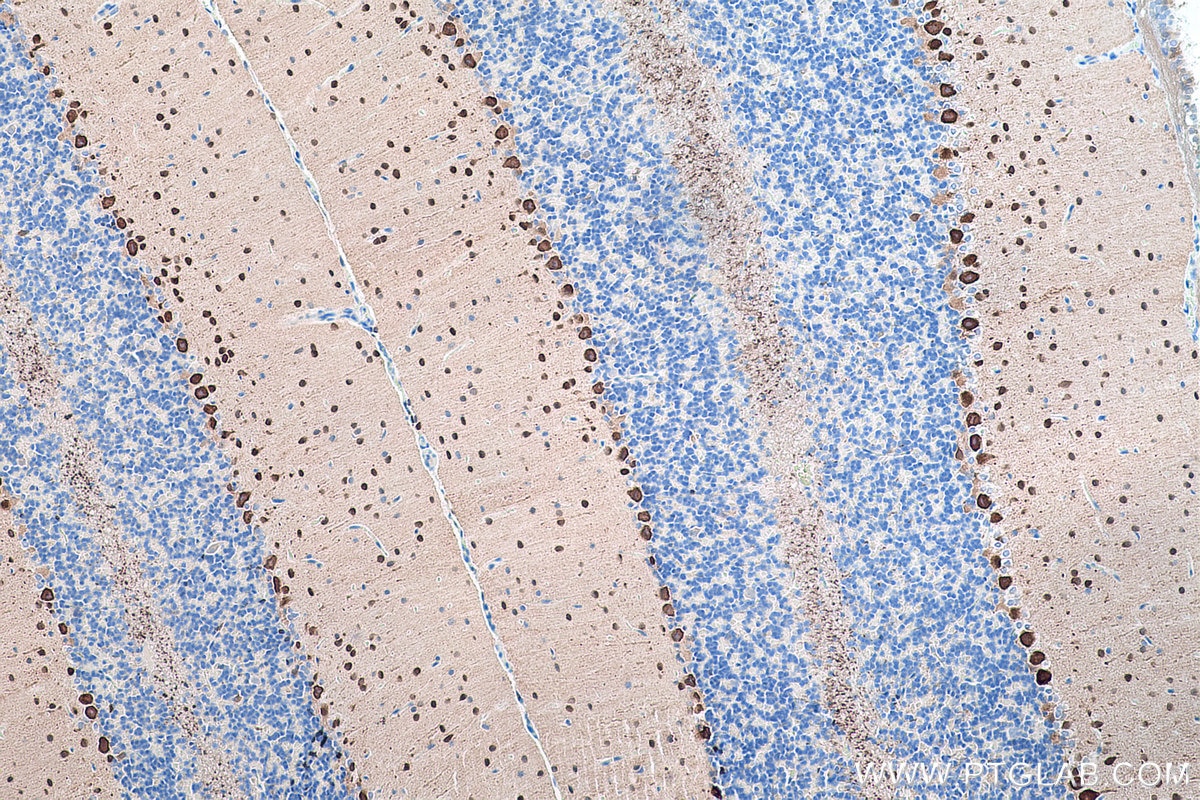 Immunohistochemical analysis of paraffin-embedded rat cerebellum tissue slide using KHC0212 (PCP4 IHC Kit).