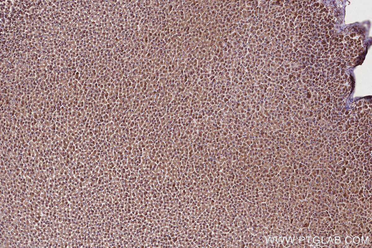 Immunohistochemical analysis of paraffin-embedded rat adrenal gland tissue slide using KHC2756 (PCSK5 IHC Kit).