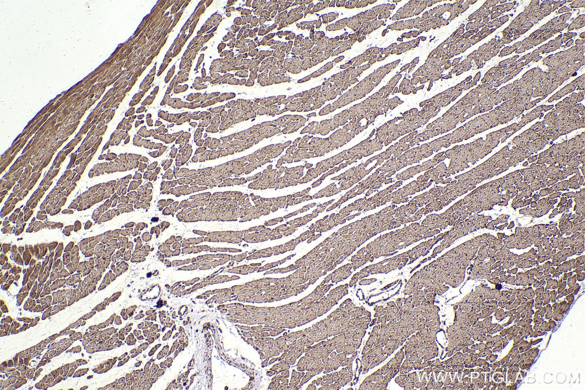 Immunohistochemical analysis of paraffin-embedded rat heart tissue slide using KHC2169 (PDHA1 IHC Kit).
