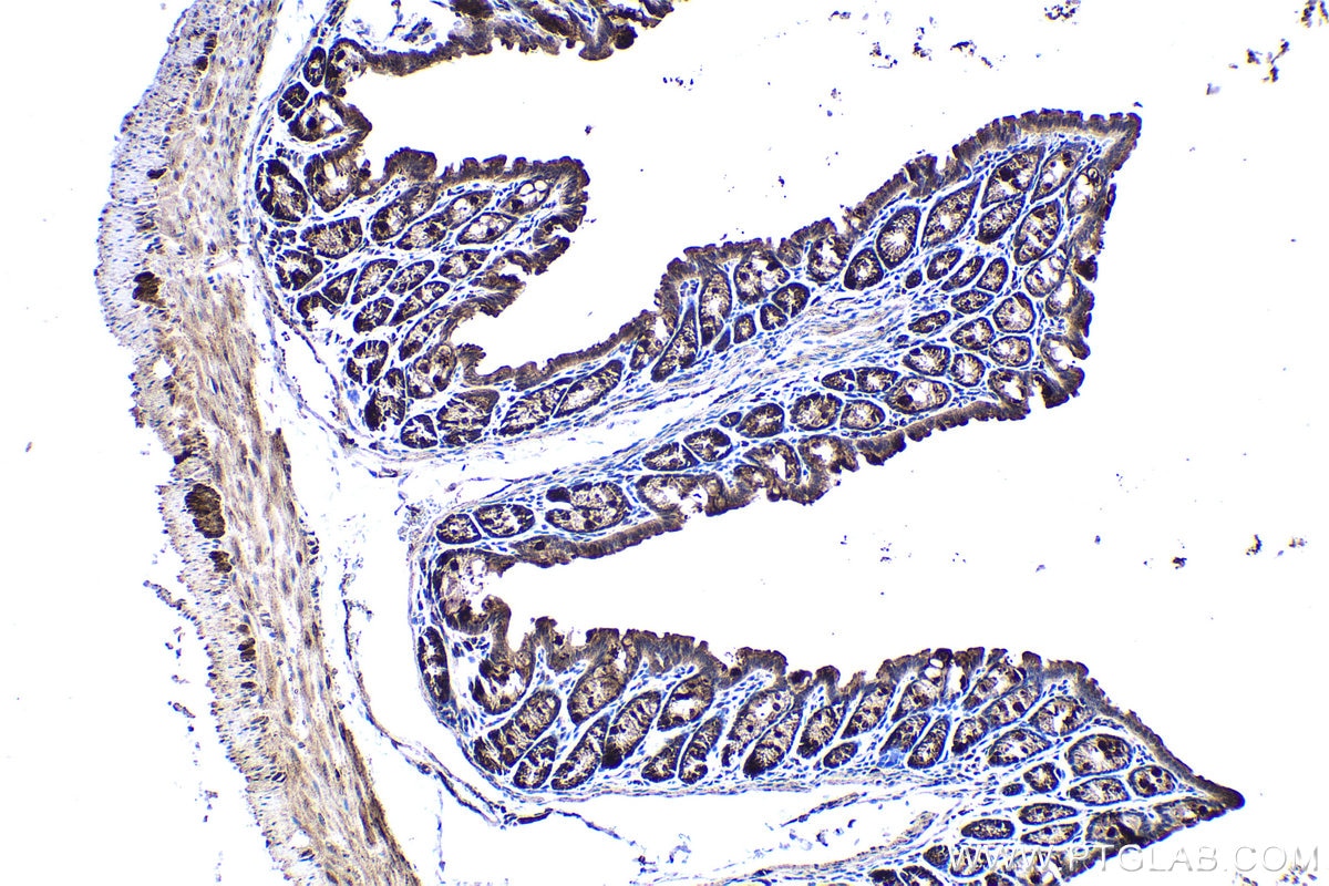 Immunohistochemical analysis of paraffin-embedded mouse colon tissue slide using KHC1375 (PDHX IHC Kit).