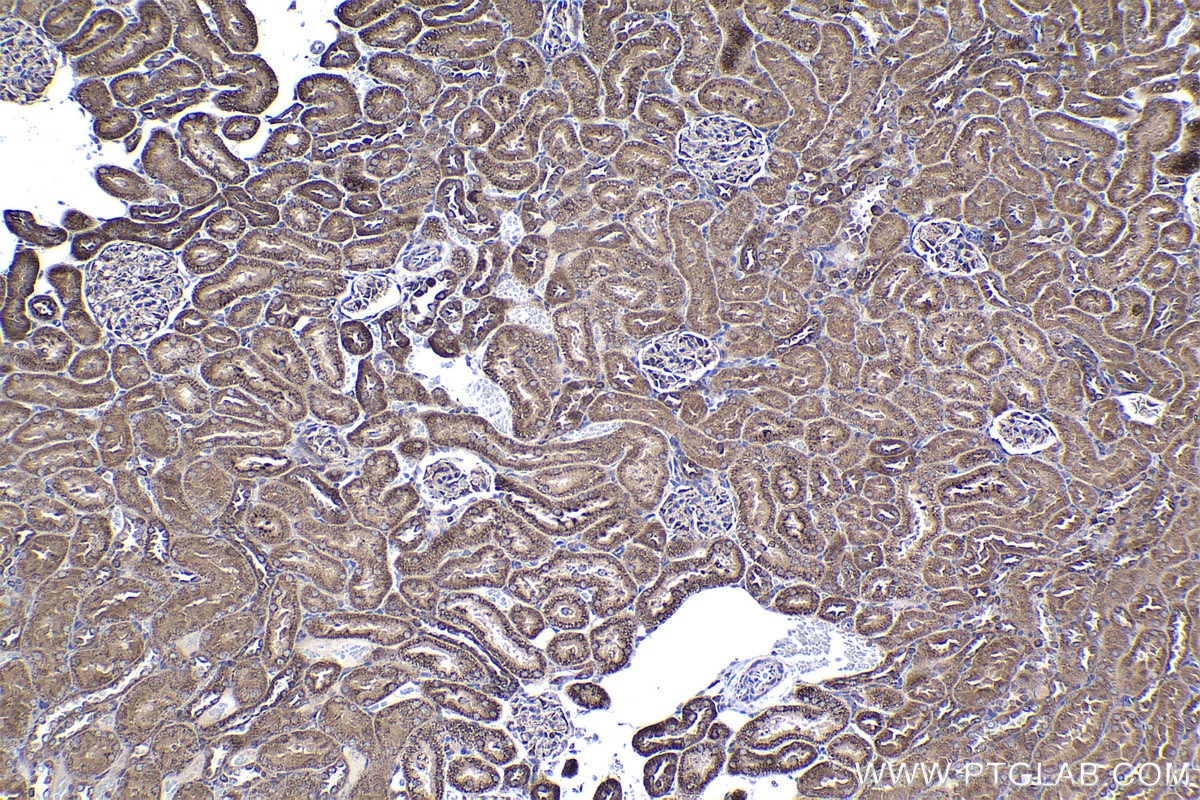 Immunohistochemical analysis of paraffin-embedded rat kidney tissue slide using KHC1375 (PDHX IHC Kit).