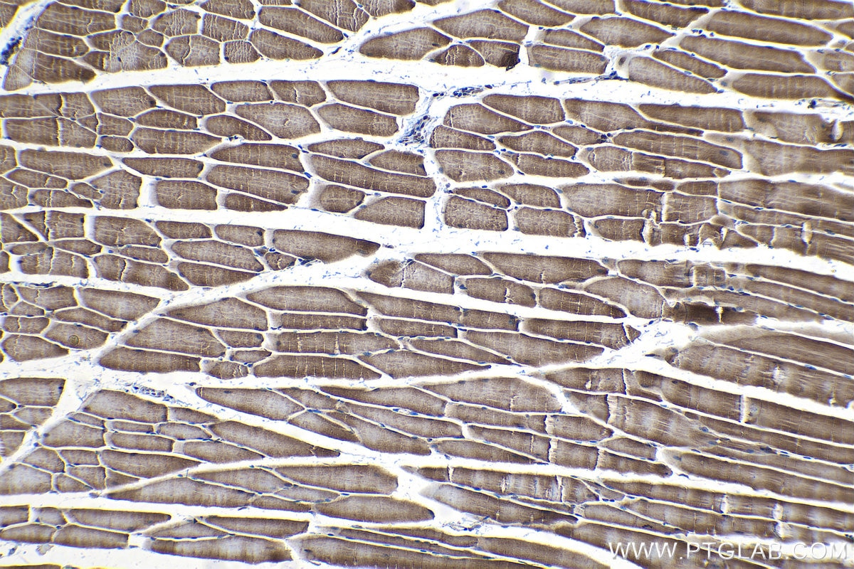 Immunohistochemical analysis of paraffin-embedded mouse skeletal muscle tissue slide using KHC1164 (PDK4 IHC Kit).