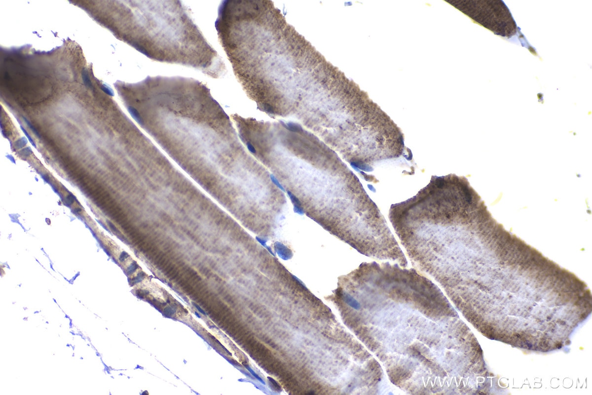 Immunohistochemical analysis of paraffin-embedded rat skeletal muscle tissue slide using KHC1164 (PDK4 IHC Kit).