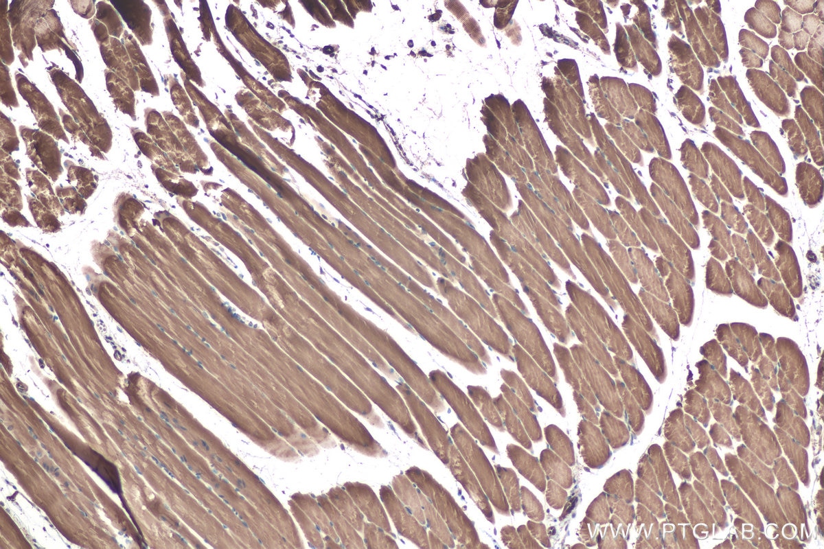 Immunohistochemical analysis of paraffin-embedded mouse skeletal muscle tissue slide using KHC0444 (PDLIM7 IHC Kit).