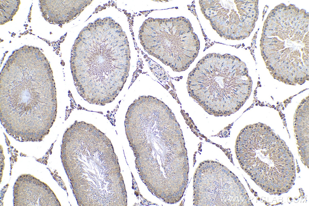 Immunohistochemical analysis of paraffin-embedded rat testis tissue slide using KHC0500 (PEBP1 IHC Kit).