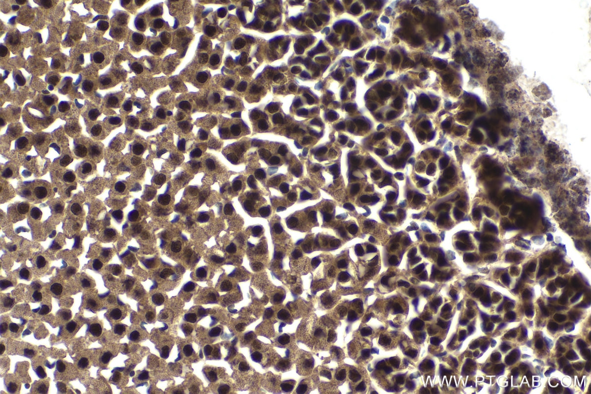 Immunohistochemical analysis of paraffin-embedded mouse adrenal gland tissue slide using KHC1806 (PEG10 IHC Kit).