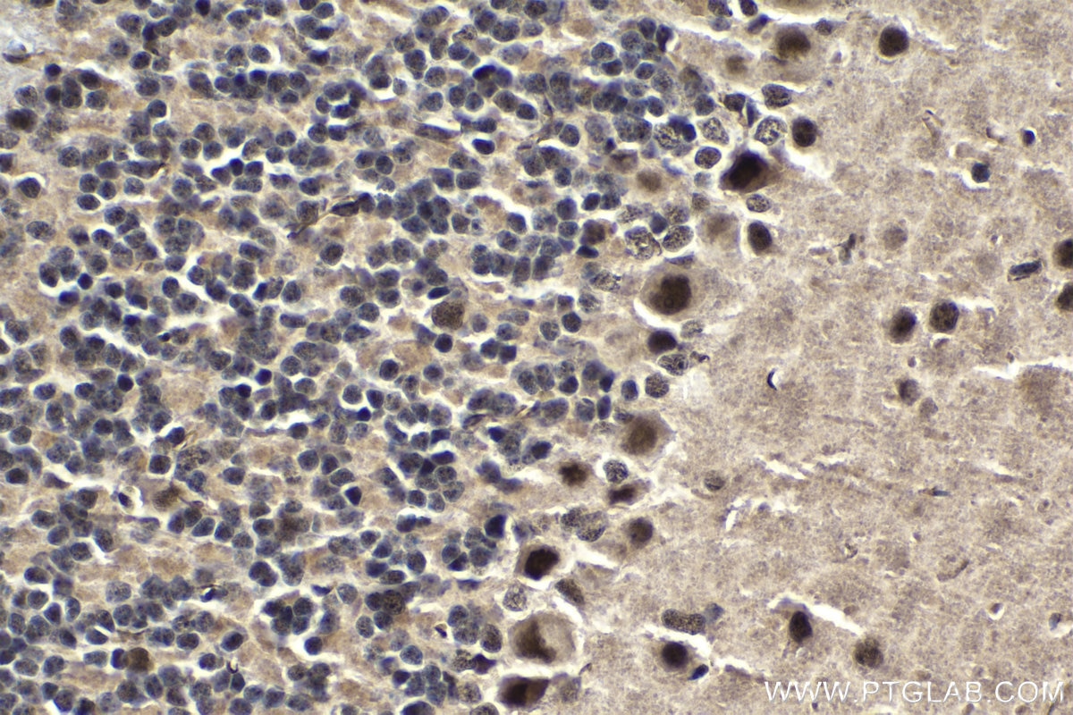 Immunohistochemical analysis of paraffin-embedded mouse cerebellum tissue slide using KHC1828 (PELP1 IHC Kit).